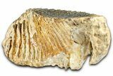 Fossil Woolly Mammoth Lower M Molar - North Sea Deposits #370389-4